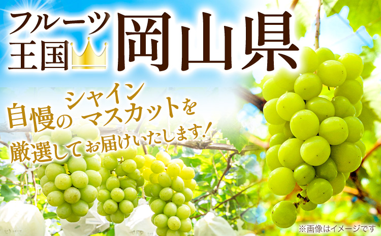 すぐ届く！【3-7営業日以内発送】【アフター保証付】定期便 あり シャインマスカット 厳選 訳ありシャインマスカット 約 2.6kg (3~5房) マスカット 送料無料 岡山県 浅口市 ぶどう フルー