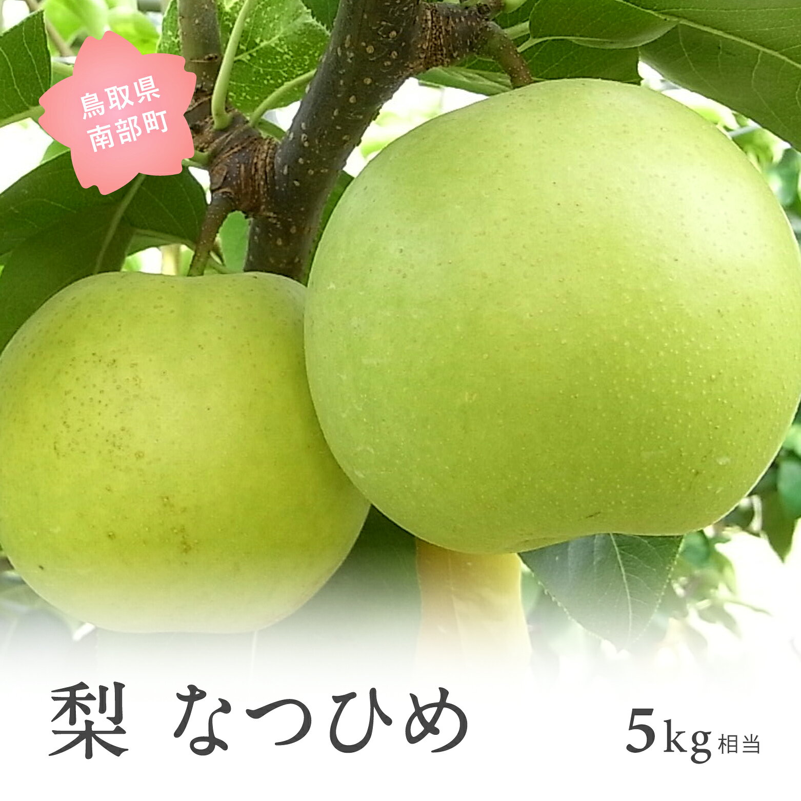 【ふるさと納税】なつひめ [梨]（5kg箱）2026年8月中旬出荷予定＜数量限定＞ 梨 なし フルーツ 鳥取県南部町