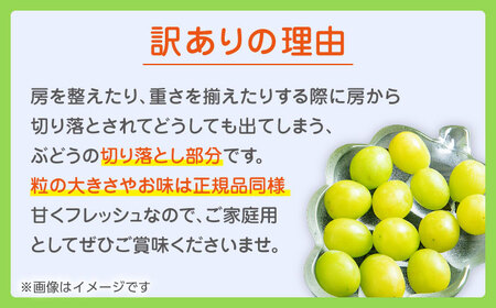 【先行予約】 訳あり シャインマスカット 切り落とし 約1kg  【合同会社 社方園】切り落とし ぶどう フルーツ 熊本県産 国産シャインマスカット [ZBZ006]
