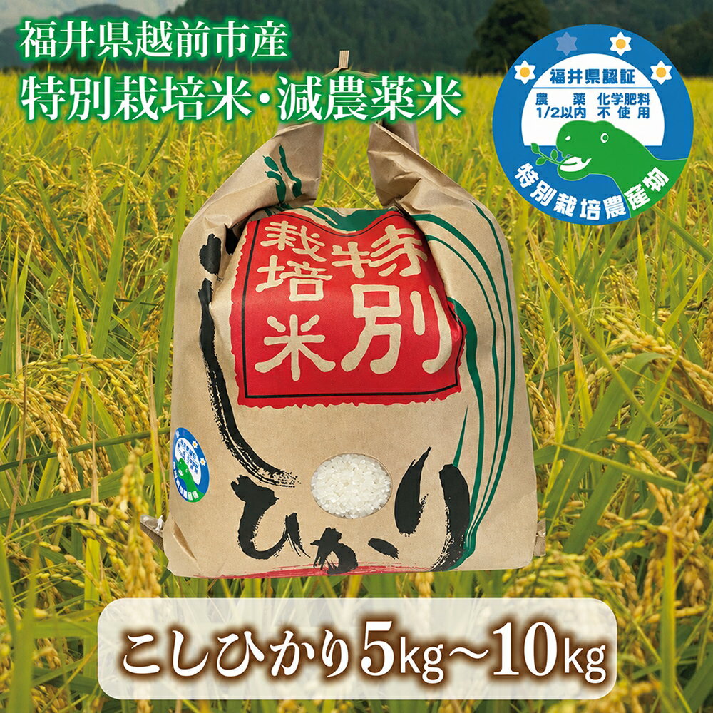 【ふるさと納税】「こしひかり」精米 令和7年度産 福井県越前市産 特別栽培米 5kg 10kg/ 送料無料 福井県 越前市 米 こしひかり 減農薬 2025年度産 新生活(18209)