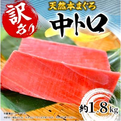 ふるさと納税 横須賀市 【訳あり】天然 本まぐろ 中トロ 計約1.8kg (8柵入)【横須賀商工会議所:本まぐろ直売所】