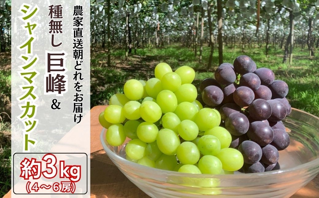 
                  【農家直送（収穫日に発送）】種無し巨峰とシャインマスカットMIX　約3kg（4～6房）| 巨峰 シャインマスカット 種なし ぶどう 食べ比べ 詰め合わせ 約3kg 4～6房 農家直送 収穫日発送 新鮮 フルーツ 果物  お取り寄せ 季節限定 愛知県 豊田市
                