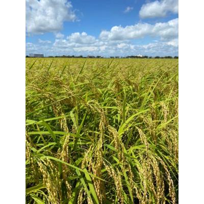 ふるさと納税 香取市 【令和7年産】新米 契約栽培 千葉県香取市産コシヒカリ(精米) 10kg×2袋(合計20kg) |  | 01