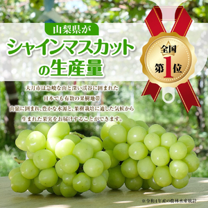 【2026年収穫分先行予約】 シャインマスカット 1.2kg ＼山梨県産 国産 ／ 特選 おすすめ 人気 予約 ギフト 産地直送 ぶどう 葡萄 果物 フルーツ くだもの シャイン マスカット お届け 