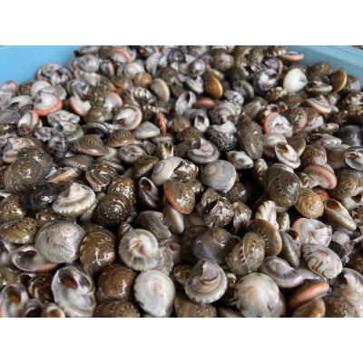ふるさと納税 旭市 九十九里産!釜茹で「ながらみ」2kg(1kg×2P) |  | 03
