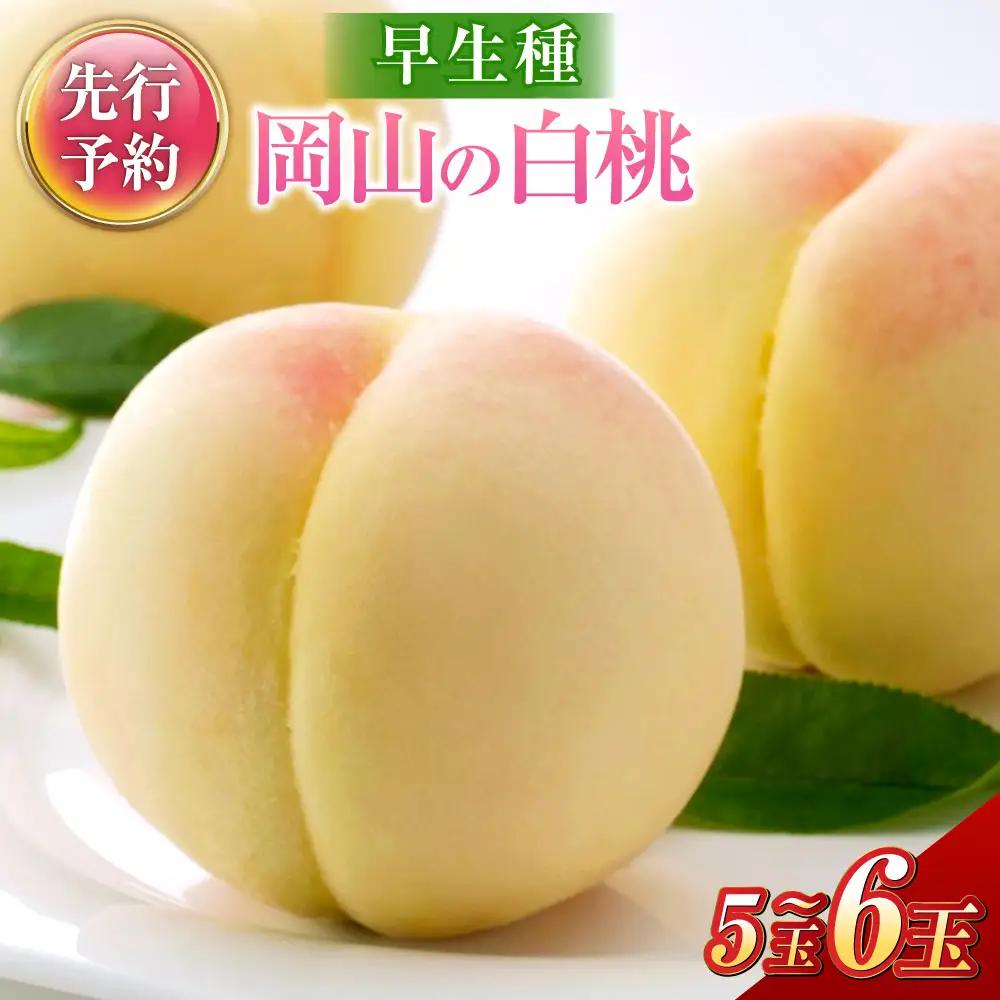 《ご家庭用》 岡山の白桃 （早生種） 5～6玉 （合計約1.3kg） 桃 もも モモ 白桃 くだもの 果物 国産フルーツ 国産 岡山県 倉敷市 【2027年6月下旬～7月下旬迄順次発送予定】