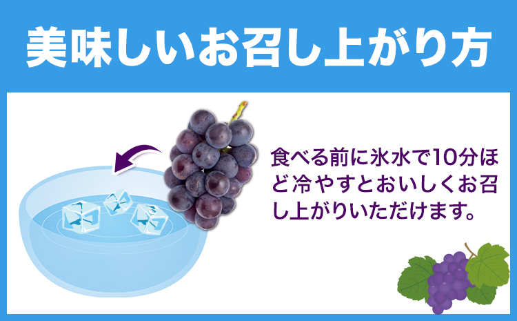 岡山県産 ニューピオーネ ご家庭用 1.2kg 2 ~ 3房 テレビせとうち株式会社《8月末-10月中旬頃出荷》岡山県 浅口市 ぶどう 葡萄 大粒 果汁 果物 フルーツ 訳あり