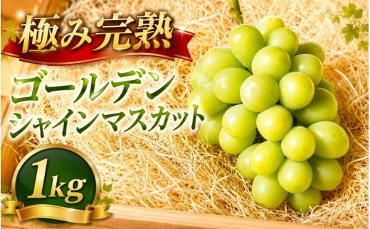 
                  シャインマスカット【2026年先行予約】除草剤不使用 極み完熟 1kg以上(2~3房) ご家庭用 ぶどう シャインマスカット マスカット しゃいんますかっと 葡萄 くだもの 果物 農家直送 新鮮 種なし 皮ごと 岡山県 真庭市 【koko017-01】
                
