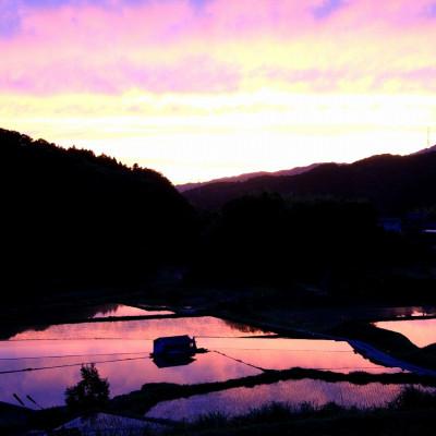 ふるさと納税 東温市 〈坂本自然農場 穂田琉〉 特別栽培米:ひめの凜　精米5kg |  | 03