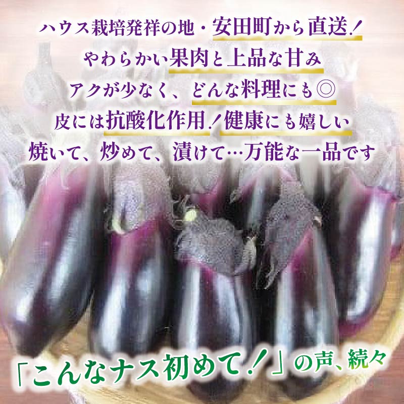 収穫したその日に発送する新鮮ナス便 約50本程度 採れたて なす 約50本 新鮮 小分け 茄子 野菜 旬 やさい 浅漬け 漬物 産地直送 健康 高知県 安田町 TR-0007