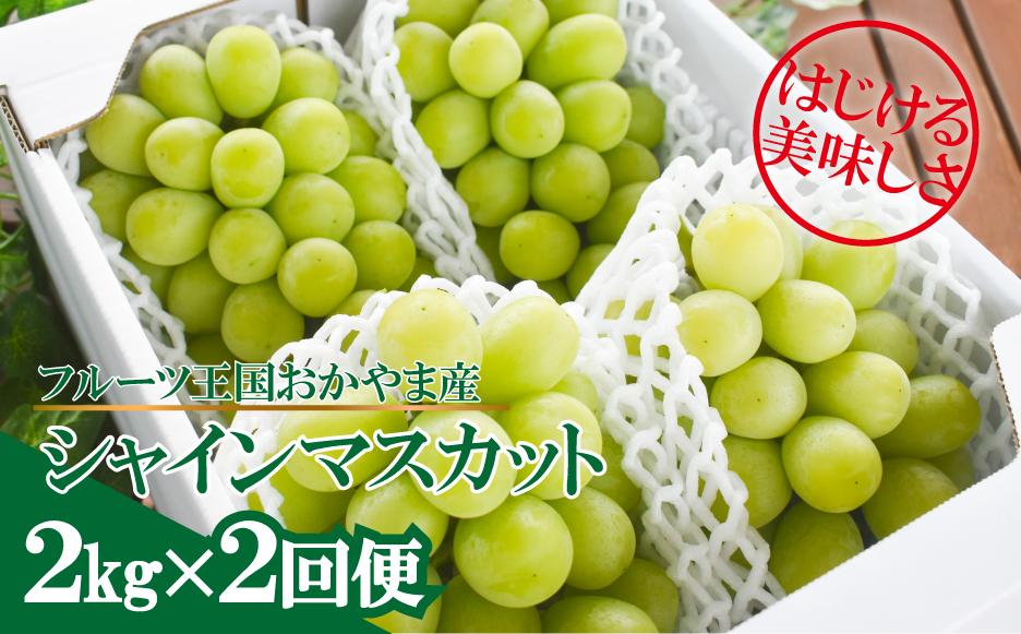
            KF-T046【きよとうファーム】岡山のシャインマスカットを楽しむ満足2回便！3-5房入×２回/全便計4.0kg~ (定期便)(岡山県産)
          