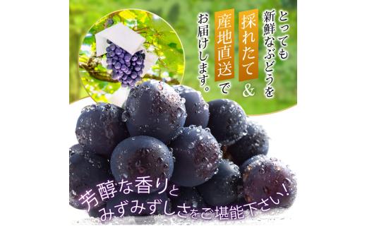 種なしぶどうの定番！