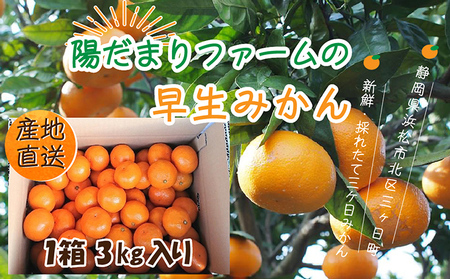 先行予約【2025年11月中旬より順次発送】陽だまりファームの早生 三ヶ日 みかん 3kg 1箱 果物 柑橘 フルーツ 甘い 酸味 コク 三ヶ日町 