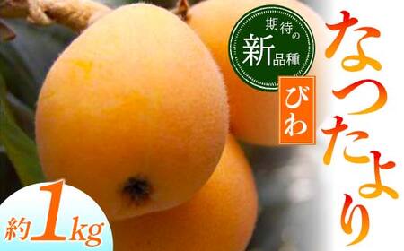 【先行予約2027年5月～6月頃お届け】【香川県共通返礼品】なつたよりびわ 約1kg びわ なつたより 大玉 柔らかい 香川県共通返礼品 食品 名産 四国 香川 F5J-672