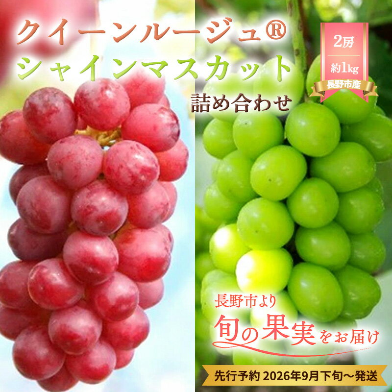 【ふるさと納税】ぶどう 先行予約 長野市産 クイーンルージュⓇ シャインマスカット 2房 約1kg 詰め合わせ セット お楽しみ 食べ比べ 葡萄 ブドウ 果物 フルーツ デザート おやつ 信州 高糖度 高級品種 食べ比べ 2026年秋発 　お届け：2026年9月下旬～10月中下旬