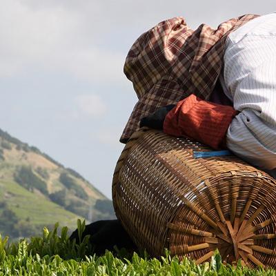 ふるさと納税 掛川市 手摘み 深蒸し掛川茶 天心 100g×3缶セット 箱入包装 |  | 01