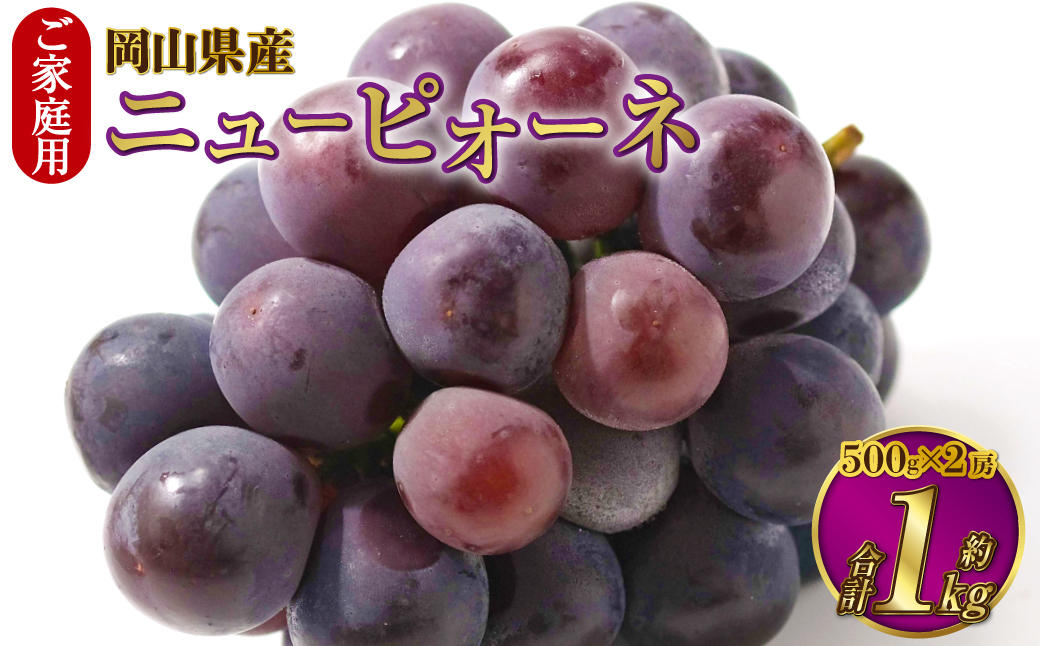 ご家庭用 岡山県産 ニューピオーネ 約1kg（500g×2房） 【2024年8月下旬～9月下旬迄発送予定】 果物 くだもの フルーツ ぶどう ブドウ 葡萄