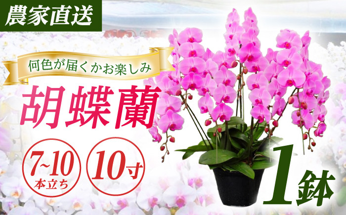 
            【7〜10本立ち10寸】生産農家直送！胡蝶蘭 1鉢【足柄金太郎洋蘭園】開成町 洋蘭 蘭 お花 生花 鉢花 鉢 [BDAB015]
          