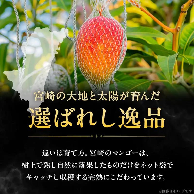 先行予約 数量限定 完熟マンゴー 『太陽のタマゴ 』 2玉 約1kg マンゴー 宮崎 果物 フルーツ くだもの 2027年 国産 高級 マンゴージュース 希少 南国フルーツ デザート おすすめ ギフト