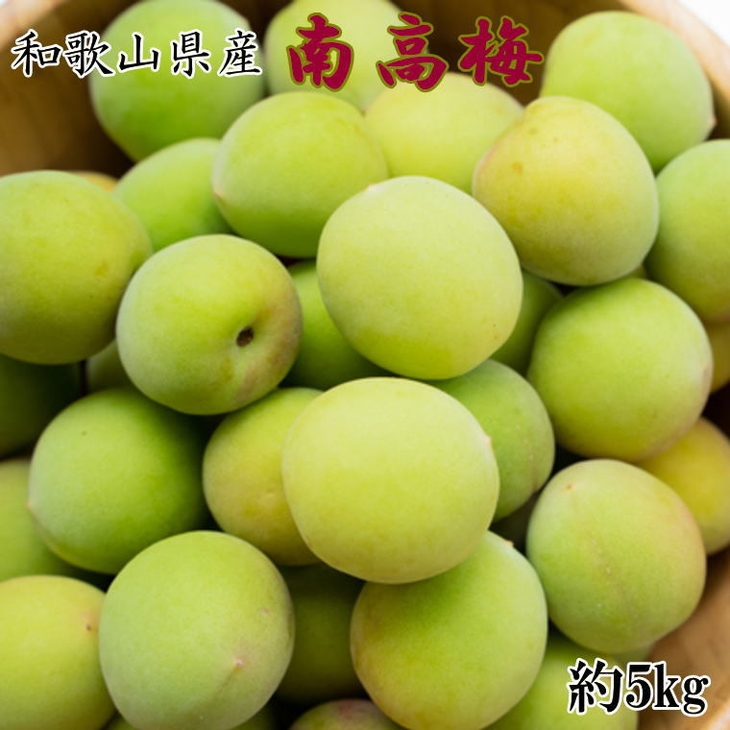 【和歌山名産】南高梅5kg（サイズ混合） ｜ 青梅 紀州 産地直送 うめ ウメ 新鮮 ※2026年6月上旬～6月下旬頃に順次発送予定
