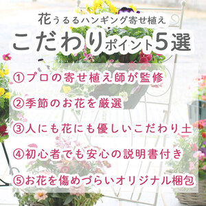C052 宿根草 「ヒューケラ 花うるる ハンギング 寄せ植え」Mサイズ(多年草 ドルチェ カラーリーフ 寄植え ハンギングバスケット 春 夏 秋 冬 屋外 玄関 おしゃれ ギフト ガーデニング 誕生