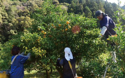 【 早期受付 期間限定 】 栽培期間中農薬・化学肥料不使用！ 四万十 の 柚子 約1.5～2kg（8～15個） 国産 自然栽培 オーガニック 高知 しまんと 旬 ゆず ユズ フルーツ 果物 柑橘 新鮮