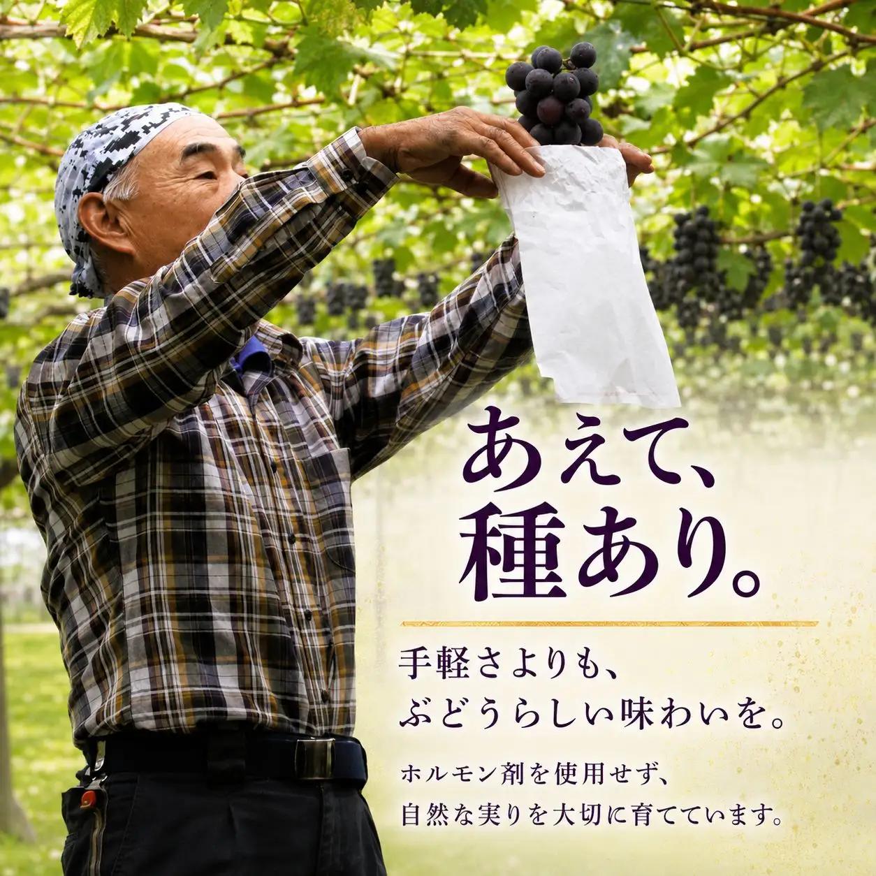 ぶどう 根本さんのお任せ３品種セット 巨峰 マスカット 約1.2kg | 完熟 葡萄　ぶどう 甘い 大粒 フルーツ 産地直送 栃木県 矢板市