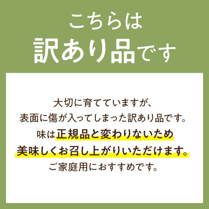 【2025年4月下旬～発送】【根強い人気!】 訳あり プリンスメロン 3箱セット（傷もの）/ メロン めろん フルーツ 果物 / 南島原市 / 南島原果物屋 [SCV023]_イメージ5