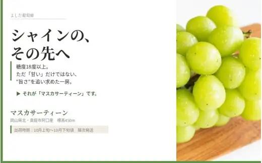 マスカサーティーン【シャインマスカット希少品種】 1.5㎏（3房または4房）【2026年先行予約】【ysdb005】