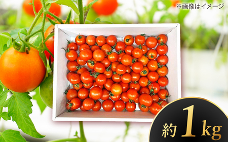 高知県産 フルーツトマト メルベーユ 約1.5kg / 高糖度 トマト とまと フルーツトマト 野菜 【株式会社　四国健商】[ATAF071]