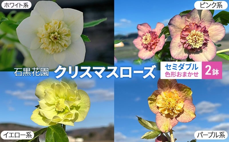 
            【数量限定】北海道芦別市 石黒花園 クリスマスローズ セミダブル 2鉢 色・形おまかせ[№5342-0337]
          