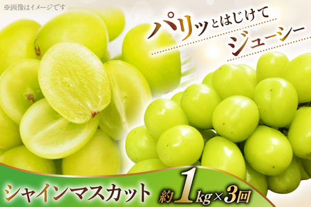 【2026年発送！先行予約！】韮崎翠緑セレクト！シャインマスカット定期便 約1.0kg×3回 NS-1020