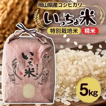 コシヒカリ　いっちょ米(5kg×1袋)_ 精米 米 _【1536092】