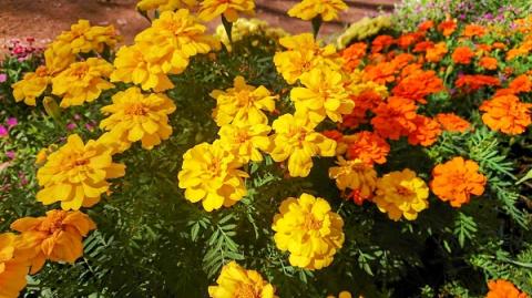 【5月下旬より順次発送】ガーデニング用花苗 マリーゴールド（黄色6ポット・オレンジ6ポット）（入金期限：2025.5.20）