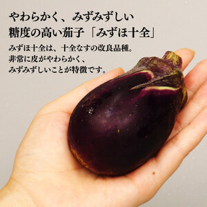 なす 1kg 約15個 みずほ十全 なす なす なす なす なす なす nozofarm002