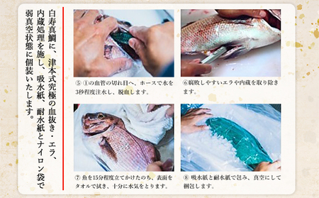 ＜津本式究極の血抜き 白寿真鯛 セミドレス 1尾（約1.5kg）＞ 鯛 タイ たい マダイ まだい 活〆 尾頭付き 養殖 特産品 魚 お祝い 内祝い ギフト 贈答 贈り物 赤坂水産 赤坂竜太郎 愛媛県