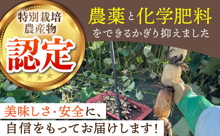 【全3回定期便】地元江北町産 泥付き蓮根 3kg【百武青果】 [HAE012]