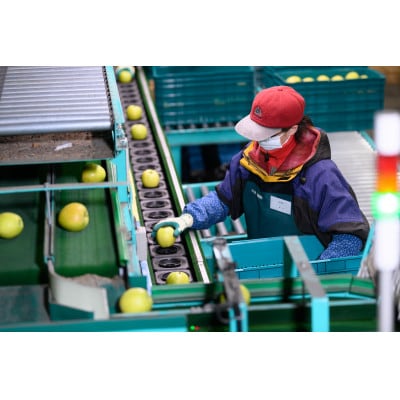 【CAりんご】糖度13度以上保証有袋ふじ×シナノゴールド約5kg訳あり家庭用【配送不可地域：離島・沖縄県】