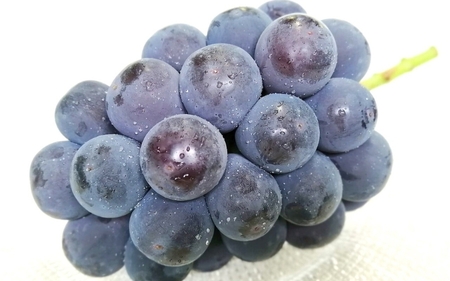 【訳あり】岡山県産 林ファミリーのピオーネ 約1.2kg（約2～3房） 【2025年先行予約】 / ぶどう ぶどう先行予約 真庭のぶどう お試しぶどう 葡萄 フルーツ 果物 ピオーネ お買い得 【hfami018】