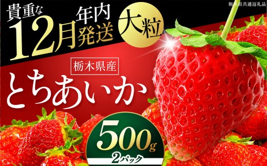 苺 いちご 【年内発送】初摘みとちあいか 約500g【栃木県共通返礼品 真岡市産】TT 栃木県 下野市
