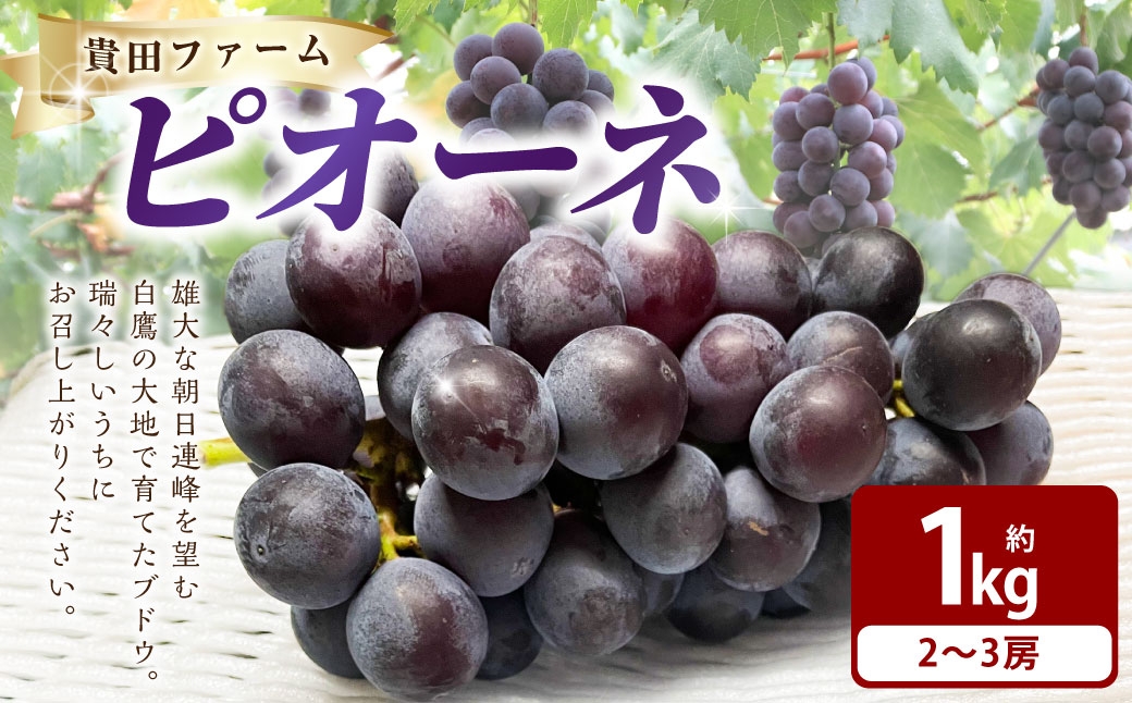 
                  ピオーネ 約1kg箱 （ 2 ～ 3房 ） ぶどう 果物 糖度 くだもの 果実 フルーツ 葡萄 ブドウ 果汁 国産 山形県産 【 2026年9月下旬～10月下旬まで順次発送予定 】
                