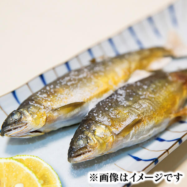 若鮎(生鮎)3.1㎏【冷蔵】 N070-YC230_1_イメージ4