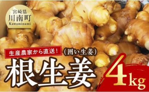 農家直送！ 宮崎県産根生姜（囲い生姜） 4ｋｇ【生姜 しょうが 囲い生姜 シロップ漬け 国産 宮崎県産 九州産 農家直送 送料無料】