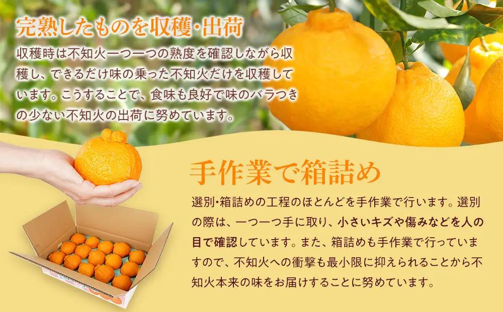 アルギット 不知火 約5kg 大玉 サイズ（15～18玉）不知火