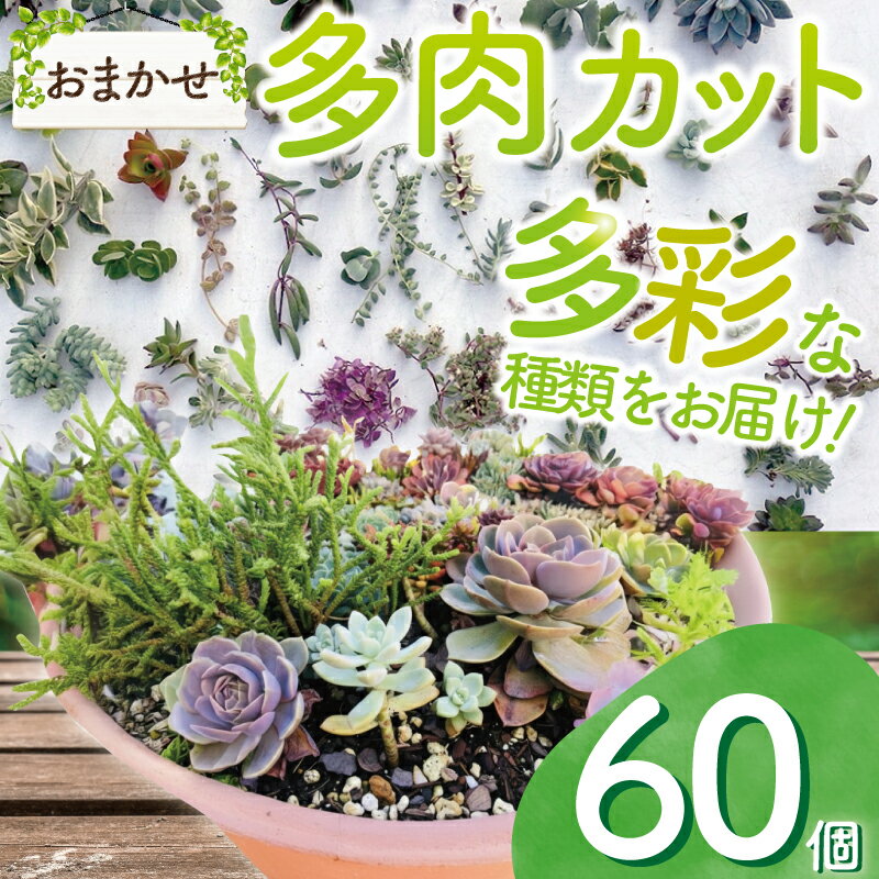 【ふるさと納税】 多肉植物 お任せ カット 60個 苗 多肉 植物 季節 たにくしょくぶつ ショクブツ タニク 多種類 グリーン インテリア 自然 DIY 乙女心 群月花 月兎耳 アロマティカス ルビーネックレス ブロンズ姫 斑入りベビーサンローズ 観葉植物 渡辺花園 神奈川 湘南 藤沢