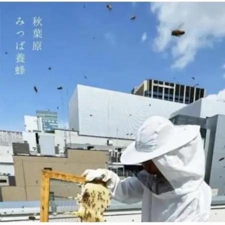 あきばちさん(はちみつヌガーサンド/はちみつヌガーサンド・ショコラ)各6個(計12個入り)【1738481】