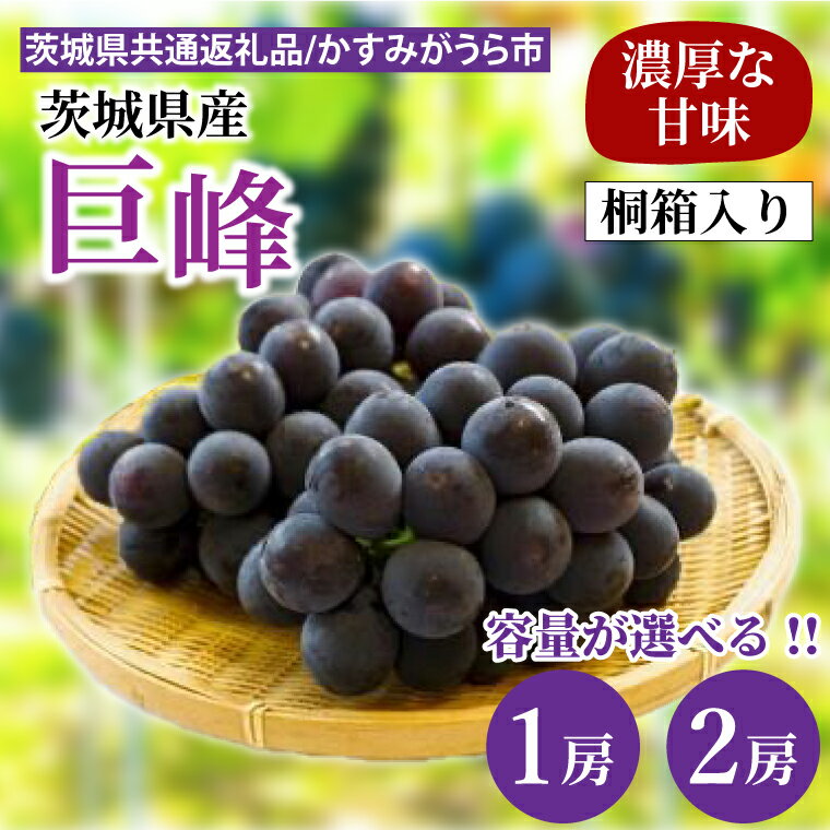 【ふるさと納税】【選べる内容量】【先行予約】巨峰 桐箱入り1房or2房（茨城県共通返礼品：かすみがうら市産）　※2025年8月初旬～2025年10月下旬頃に順次発送予定（CD039）