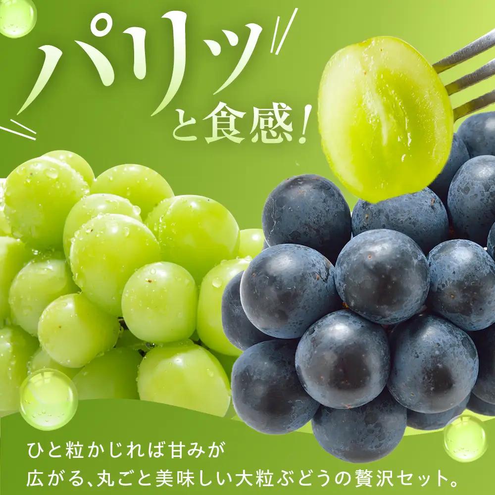 金オ岡村青果株式会社　長野市産 ナガノパープル＆シャインマスカット詰合せ１kg【2026年9月以降出荷分】 | ナガノパープル シャインマスカット 食べ比べ