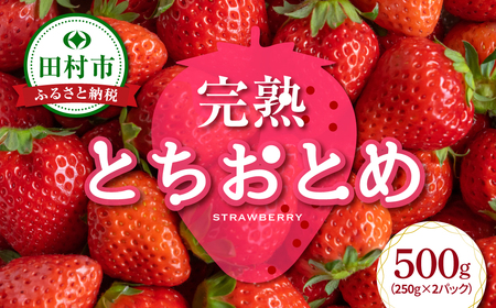 完熟 いちご 「 とちおとめ 」500g ( 250g × 2パック ) イチゴ 苺 果物 フルーツ ストロベリー 贈答 ギフト プレゼント 冬ギフト 福島県 田村市 がもう農園