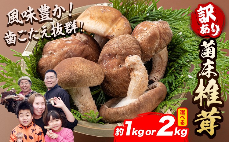
                  【選べる1kg/2kg】椎茸 きのこ 訳あり 菌床椎茸 サイズ未選別 motochi農園 岩手県 九戸村 野菜 岩手県産 国産 お取り寄せ 送料無料 大きい 不揃い しいたけ シイタケ 山盛り 干し椎茸 肉厚 出汁 煮物 鍋 茶碗蒸し 炒め物 天ぷら 旬の野菜 贈答 ギフト プレゼント おうち時間 グルメ 料理 詰合せ まとめ買い《11月上旬-3月中旬に出荷予定》
                